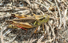 Melanoplus sanguinipes