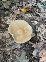 Oudemansiella