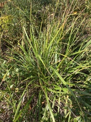 Oryzopsis asperifolia