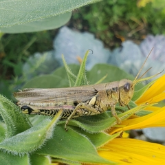 Melanoplus differentialis