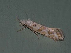 Ateliotum hungaricellum