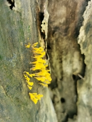 Dacrymyces spathularia