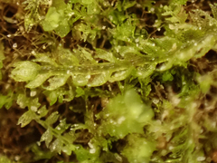 Cephalozia bicuspidata