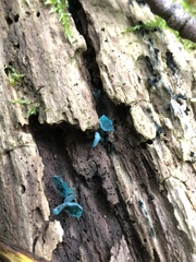Chlorociboria aeruginascens