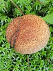 Suillus spraguei