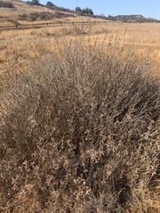 Salvia apiana × mellifera