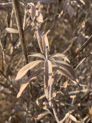 Salvia apiana × mellifera
