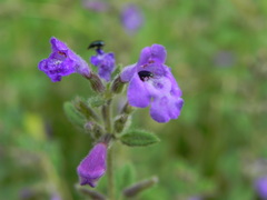 Menthinae