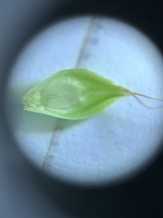 Carex xerantica