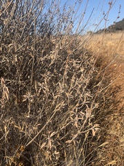 Salvia apiana × mellifera