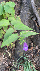 Nothochelone nemorosa