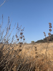 Salvia apiana × mellifera