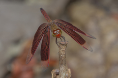 Neurothemis fluctuans