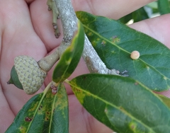 Belonocnema treatae