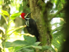 Campephilus melanoleucos