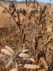 Salvia apiana × mellifera