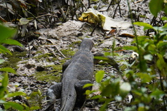 Varanus salvator macromaculatus