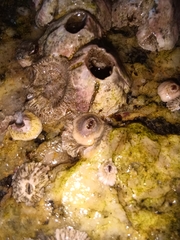 Balanomorpha