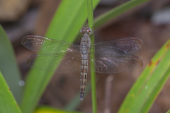 Neurothemis fluctuans