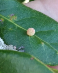 Belonocnema treatae