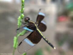 Neurothemis tullia