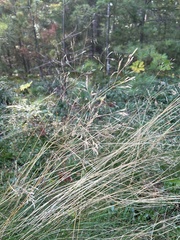 Deschampsia