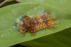 Limacodidae