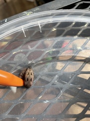 Spodoptera latifascia