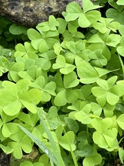 Oxalis latifolia