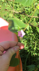 Ipomoea triloba
