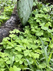 Oxalis latifolia