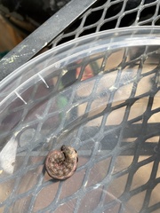 Spodoptera latifascia