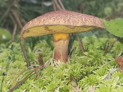Suillus spraguei