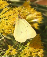 Colias eurytheme