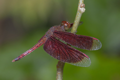 Neurothemis fluctuans