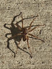 Tigrosa helluo