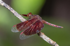 Neurothemis fluctuans