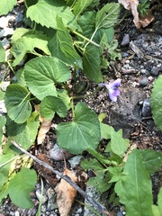 Viola cucullata
