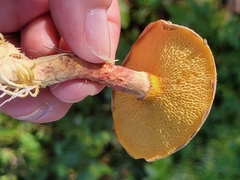 Suillus spraguei
