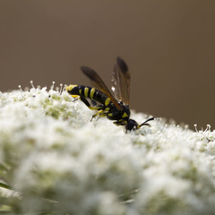Tenthredo marginella