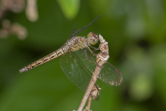 Neurothemis fluctuans