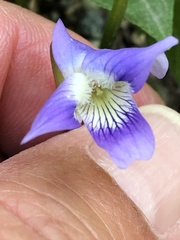 Viola cucullata