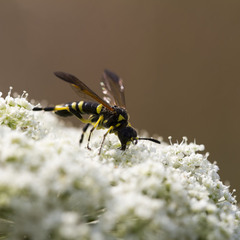 Tenthredo marginella