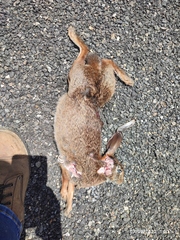 Sylvilagus cunicularius