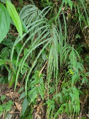 Pteris longipinna