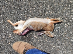 Sylvilagus cunicularius