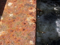 Myrmica