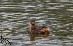 Tachybaptus ruficollis