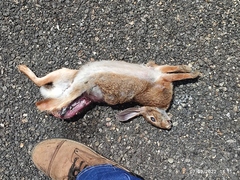 Sylvilagus cunicularius