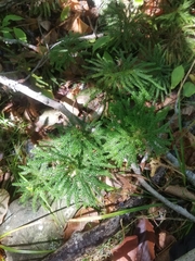 Dendrolycopodium
